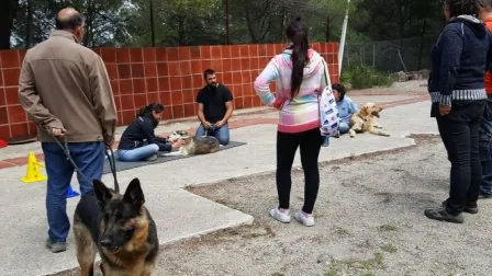 Fisioteràpia per a gossos6