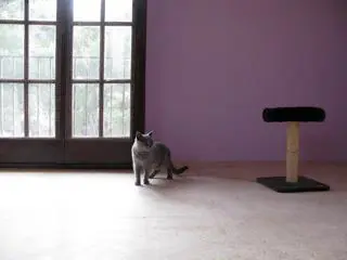 Fontfreda Residencia Canina y Felina4