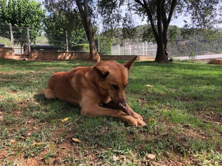 Hotel Caní el Vilà 768x576