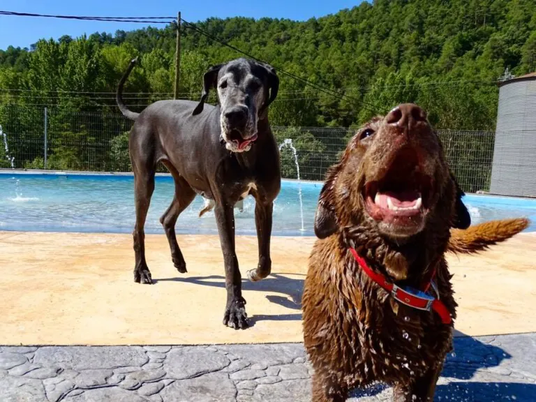 Hotel Caní el Vilà2 768x576