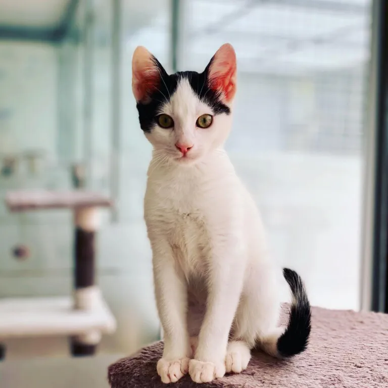 Hotel Caní el Vilà3 768x768