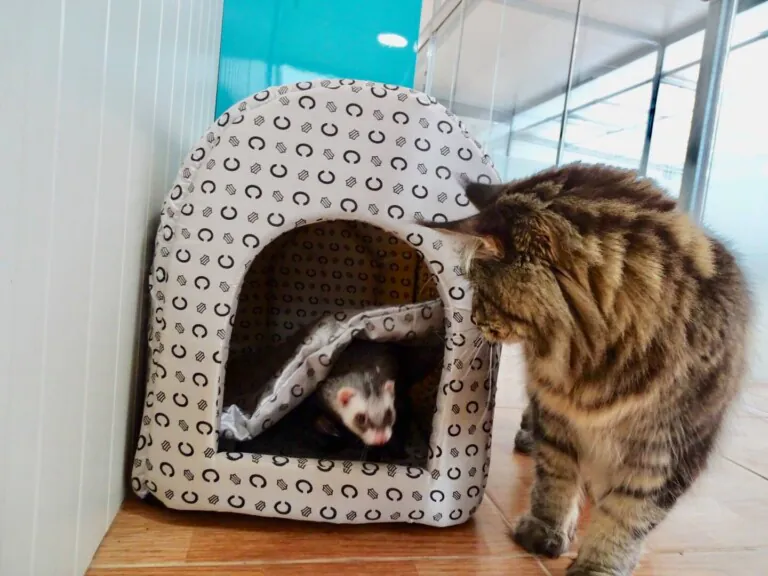 Hotel Caní el Vilà6 768x576