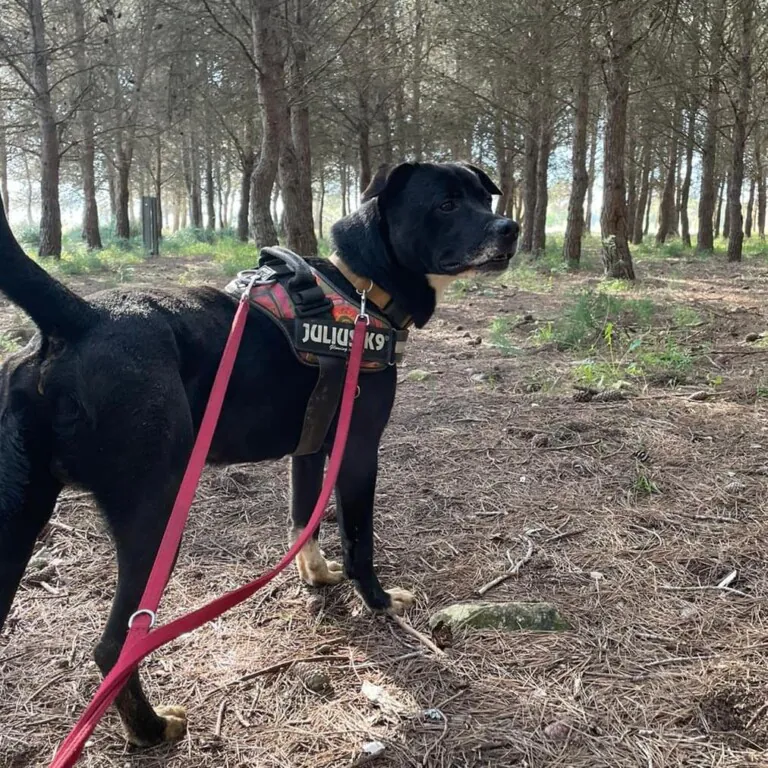 Voluntacaad 2 768x768