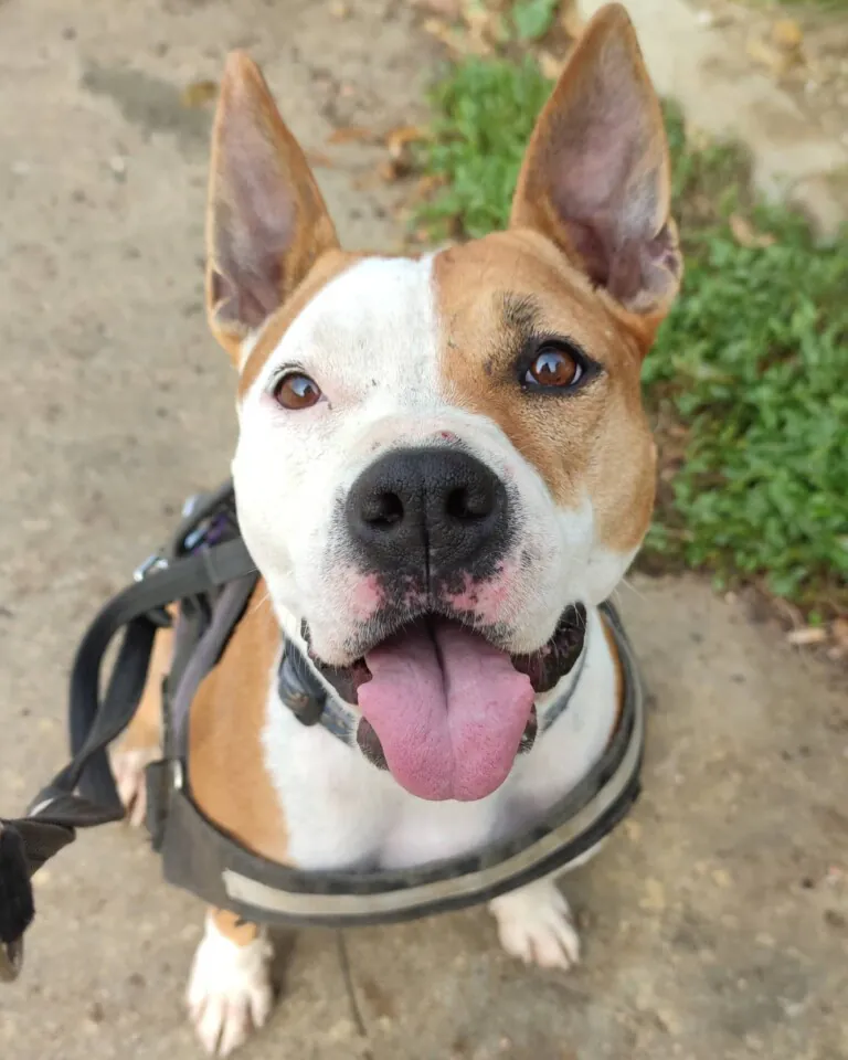 Voluntacaad 3 768x960