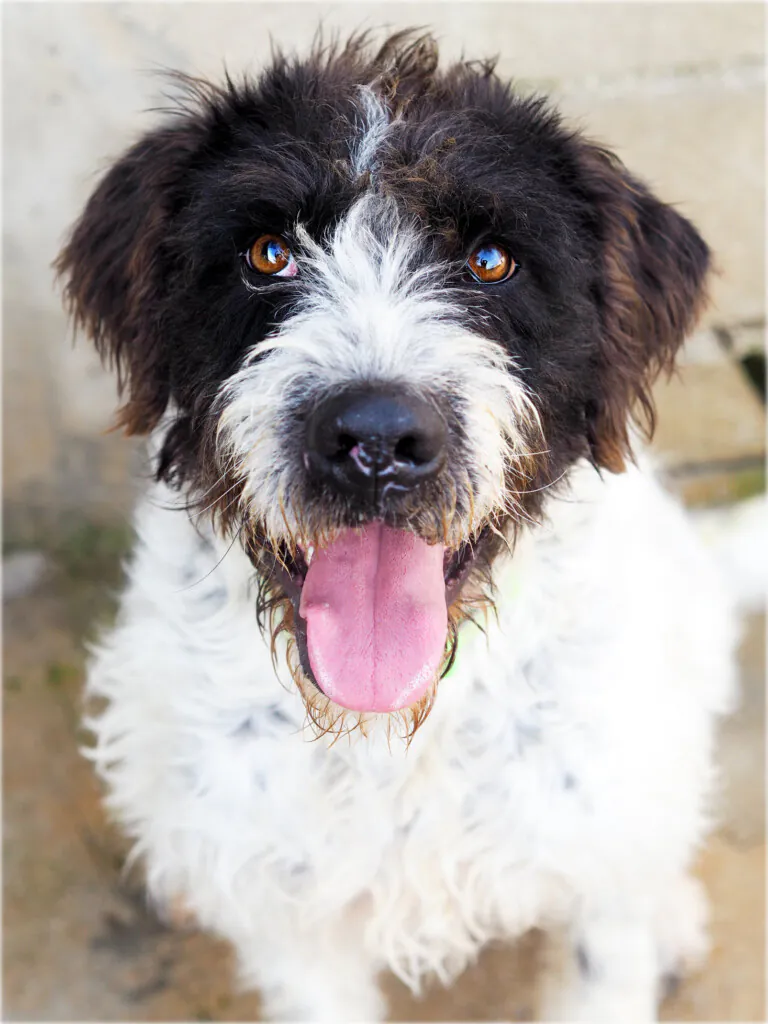 La Madrileña 768x1024