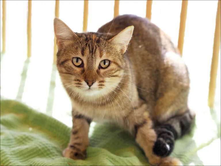 La Madrileña2 768x576