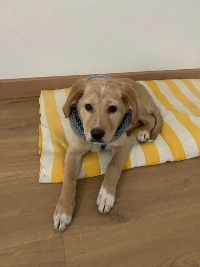 La Madrileña3 768x1024