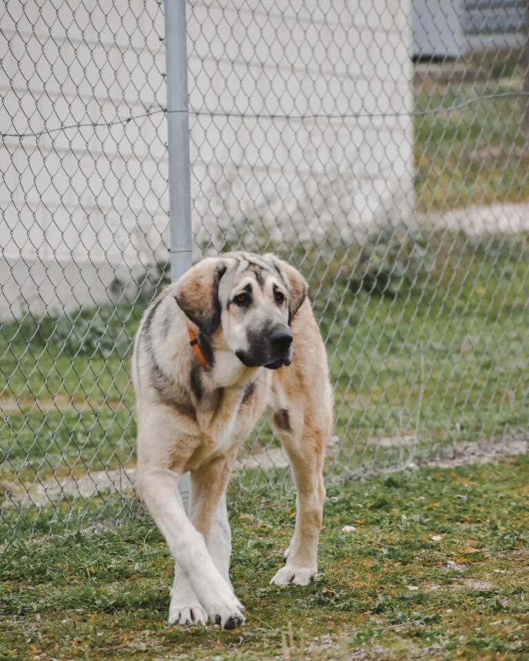 Sociedad Protectora de Animales y Plantas de Madrid SPAP 2 768x960