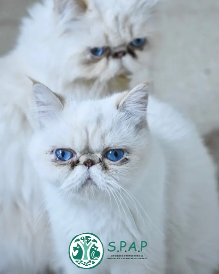 Sociedad Protectora de Animales y Plantas de Madrid SPAP 5