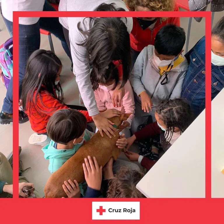 Asociación Abrazo Animal 768x768