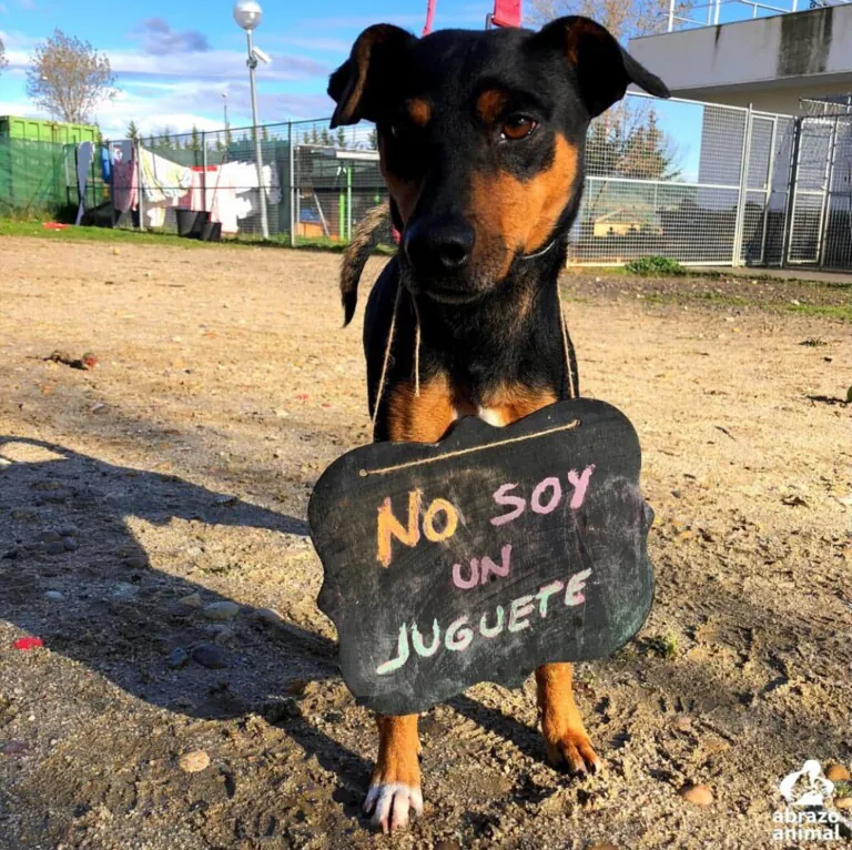 Asociación Abrazo Animal4 768x766