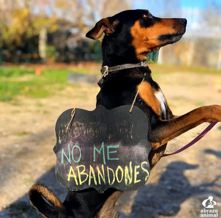 Asociación Abrazo Animal5 768x758