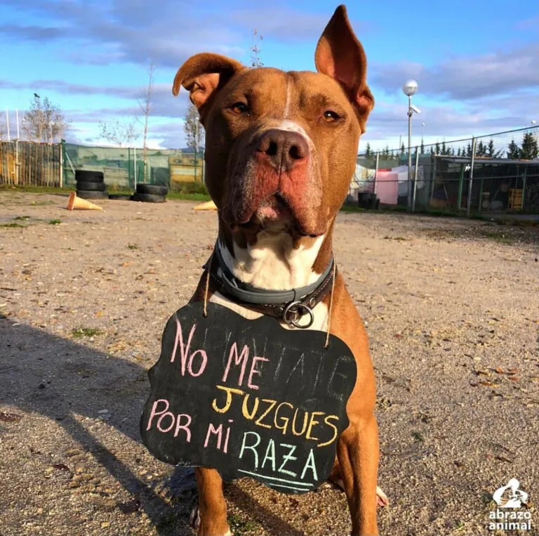 Asociación Abrazo Animal6 768x763