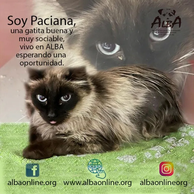albaonline5 768x768