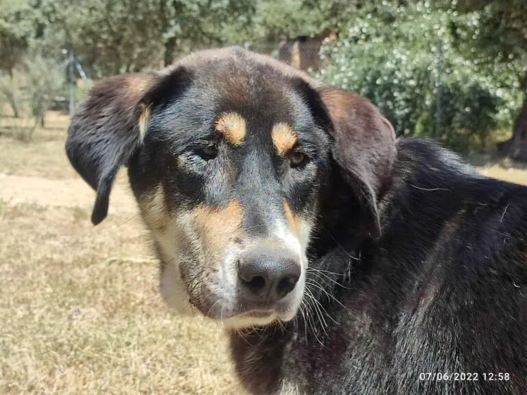 Asociación Protectora de Animales Peludosos 768x576