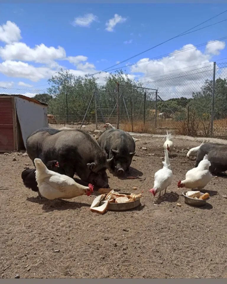 Asociación Protectora de Animales Peludosos2 768x960