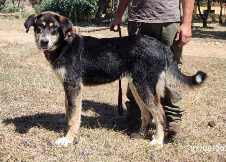 Asociación Protectora de Animales Peludosos3 768x550