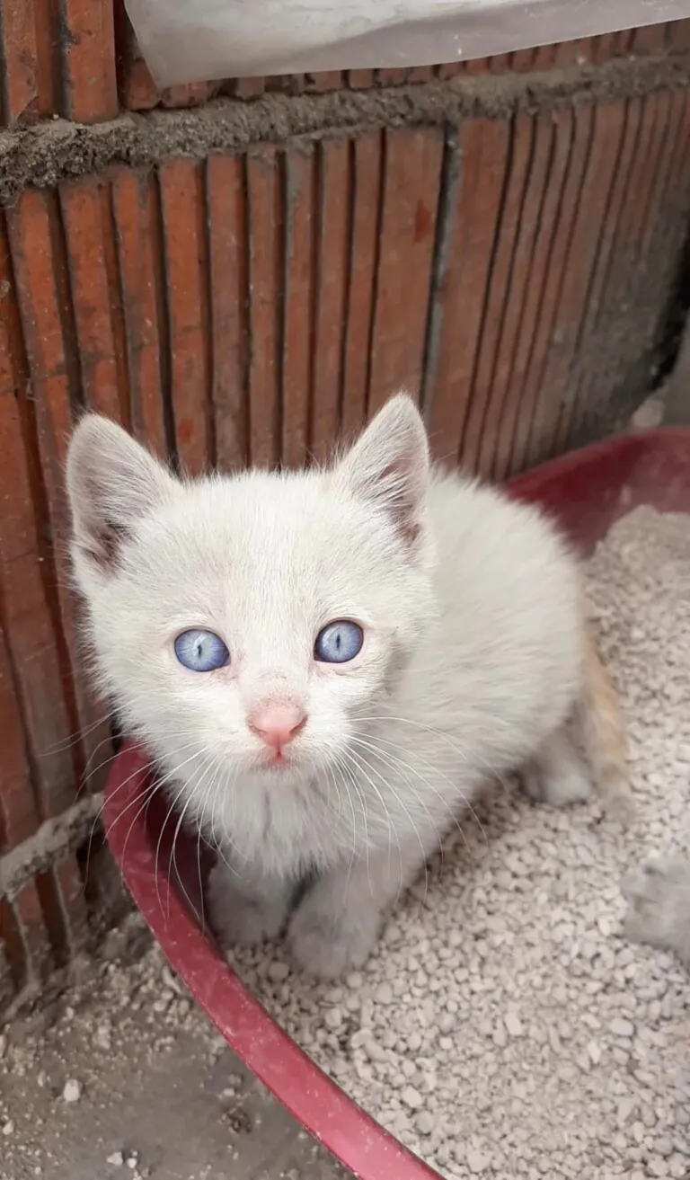 Asociación Protectora de Animales Peludosos4 768x1313