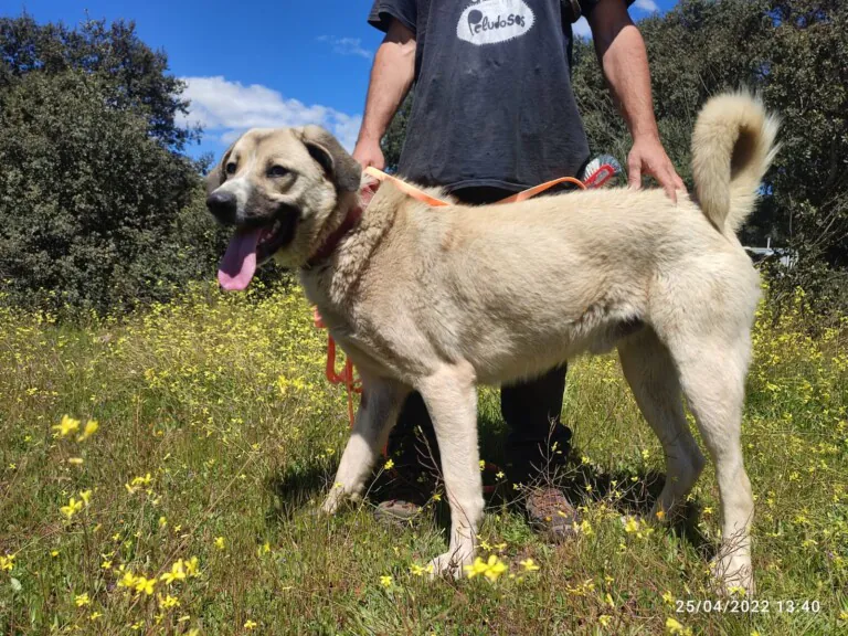 Asociación Protectora de Animales Peludosos5 768x576
