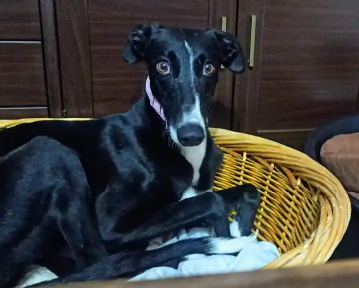 Ciudad Animal4