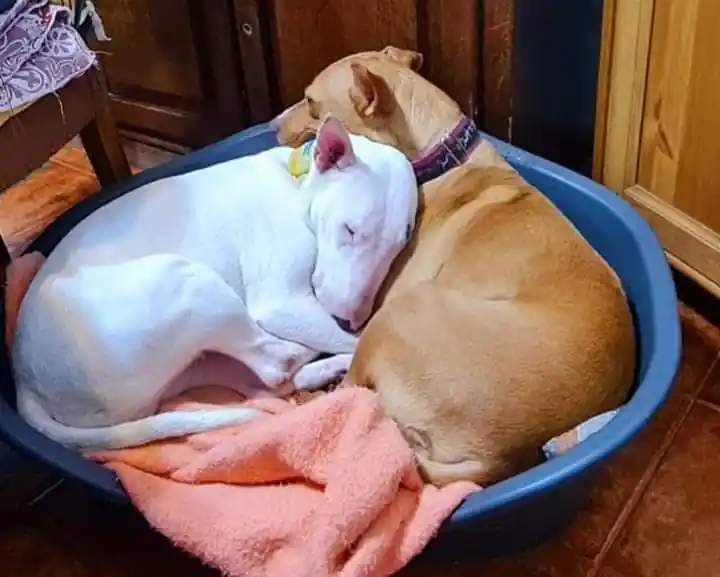 Ciudad Animal5