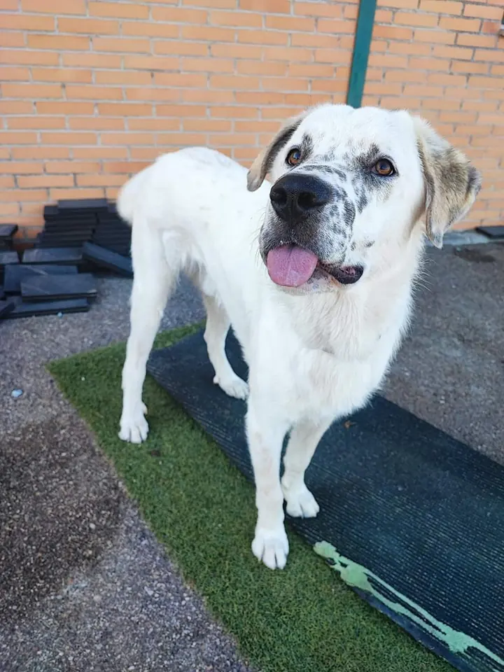 El Campito Salvando Peludos