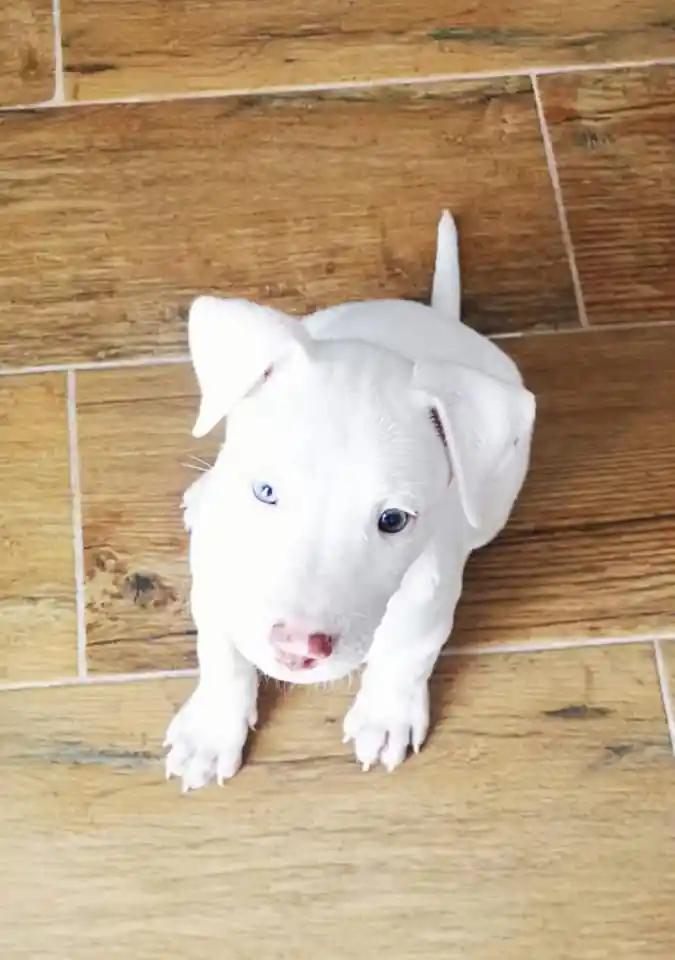 El Campito Salvando Peludos4