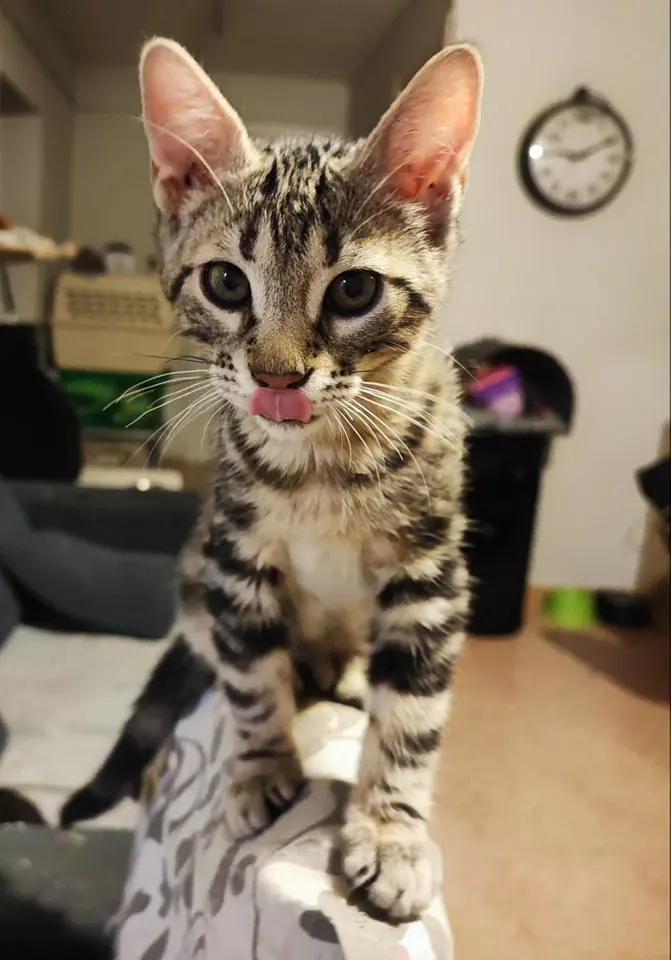 El Campito Salvando Peludos5