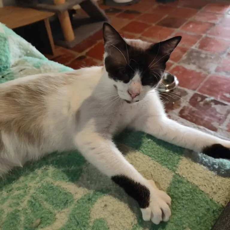 La Gatera AdoptACat2 768x768