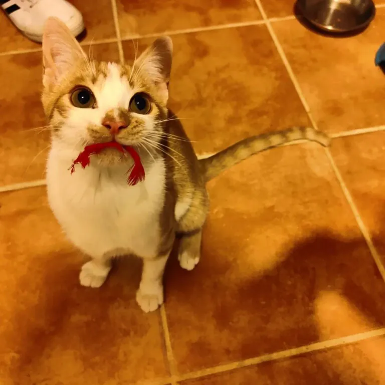 La Gatera AdoptACat4 768x768