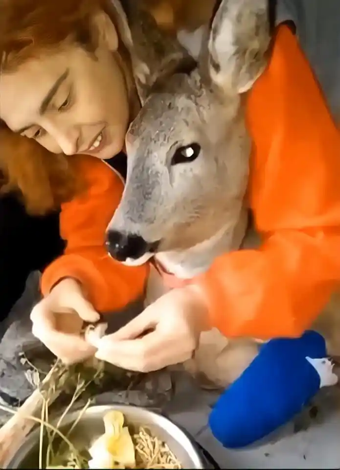 La Voz Animal