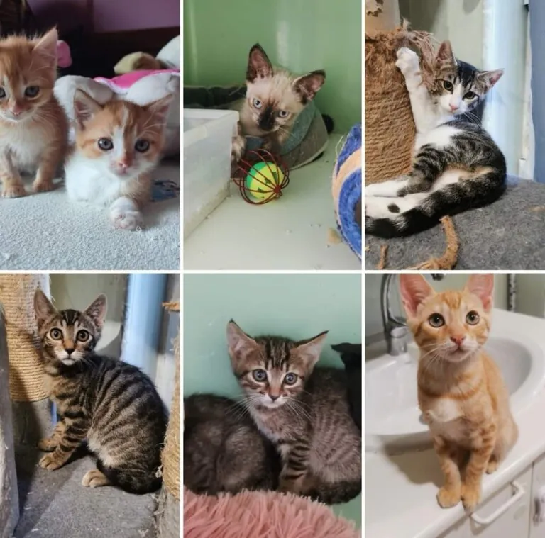 Madrid Felina 768x759