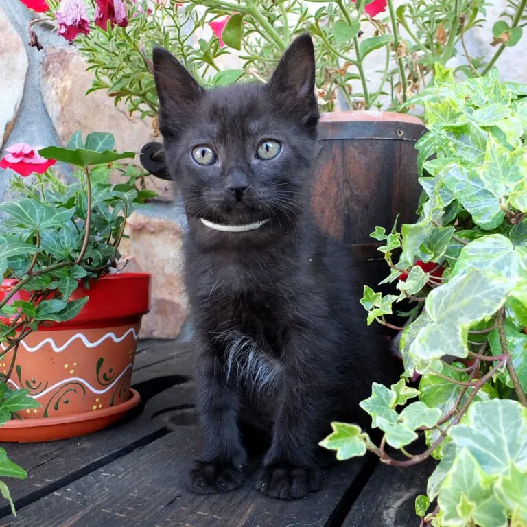 Madrid Felina3 768x768