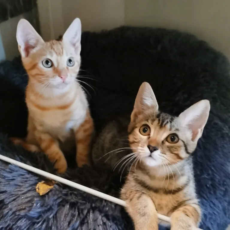 Madrid Felina4 768x768