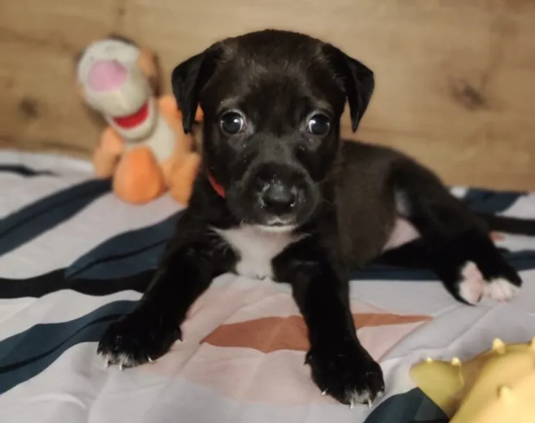 NUEVAVIDA Adopciones Madrid 768x607