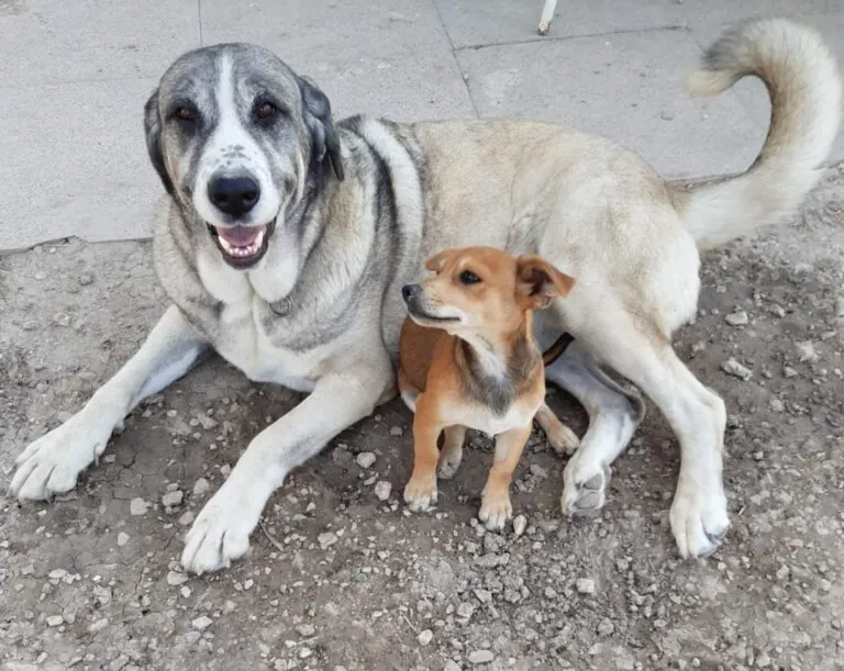 NUEVAVIDA Adopciones Madrid3 768x611
