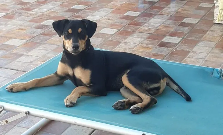 NUEVAVIDA Adopciones Madrid4 768x465