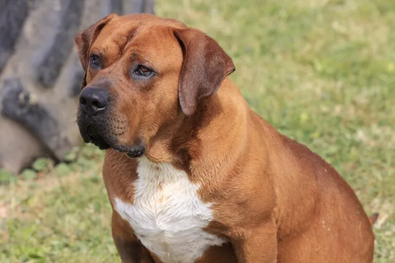 NUEVAVIDA Adopciones Madrid5 768x512