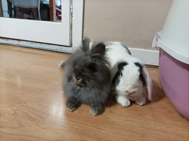 ADALA Amor y Defensa A Los Animales2 768x574