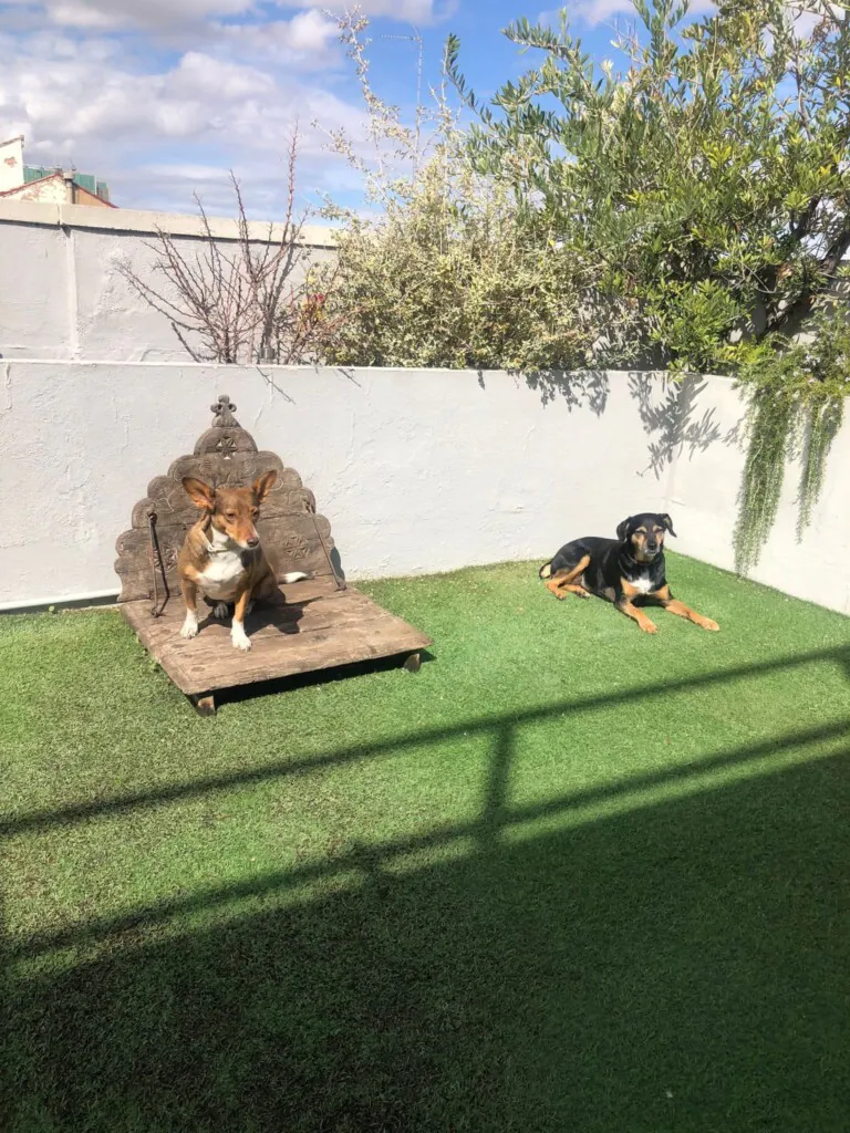ADALA Amor y Defensa A Los Animales3 768x1024
