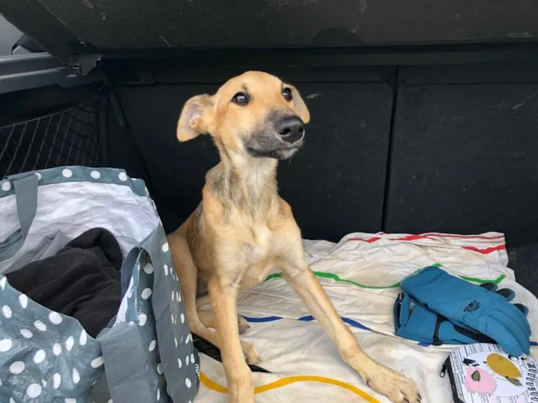 APATA. Asociación Protectora de animales de Tarazona y el Moncayo 768x576