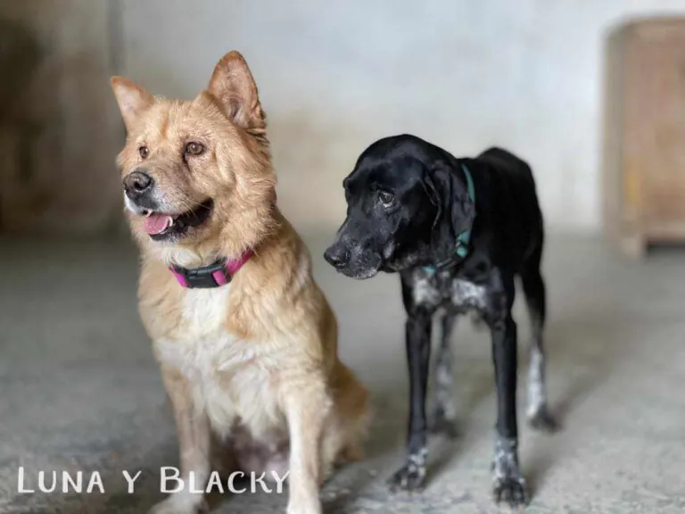 APATA. Asociación Protectora de animales de Tarazona y el Moncayo2 768x576