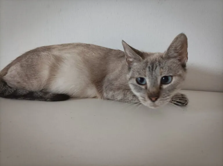 APATA. Asociación Protectora de animales de Tarazona y el Moncayo3 768x574