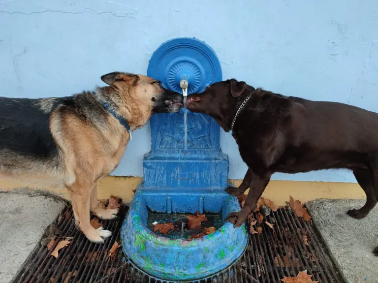 APATA. Asociación Protectora de animales de Tarazona y el Moncayo4 768x575
