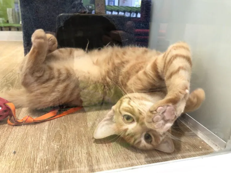 ARE Adopta y Rescata España Zaragoza 768x576