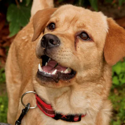 ARE Adopta y Rescata España Zaragoza