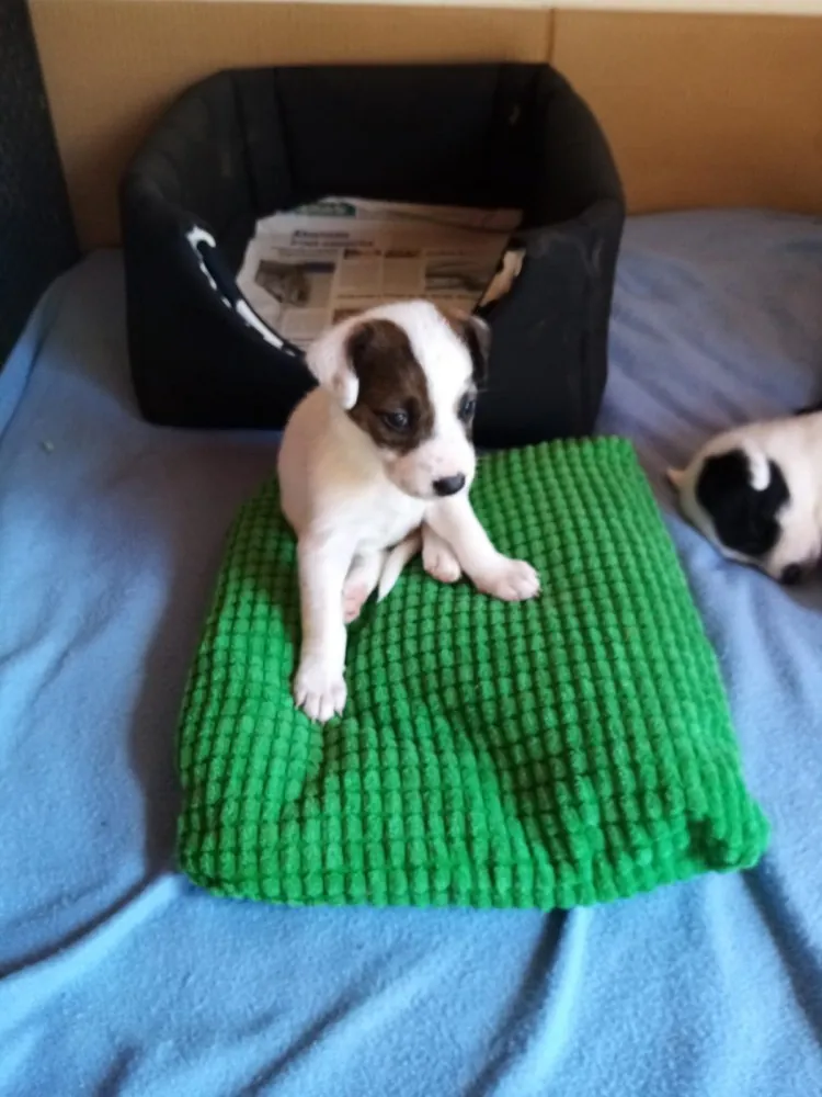 ARE Adopta y Rescata España Zaragoza2