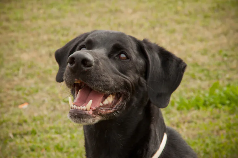 ARE Adopta y Rescata España Zaragoza3 768x512
