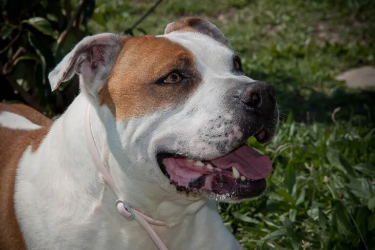 ARE Adopta y Rescata España Zaragoza4 768x512