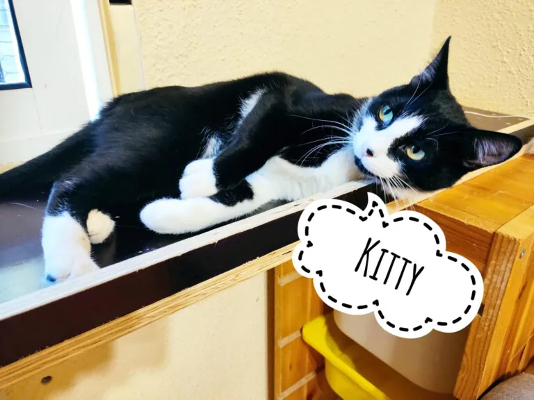 Bigotes Callejeros Zaragoza 768x576